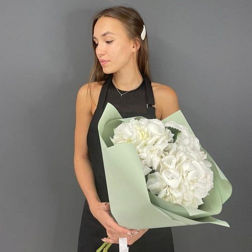 гортензия белая 3 штуки