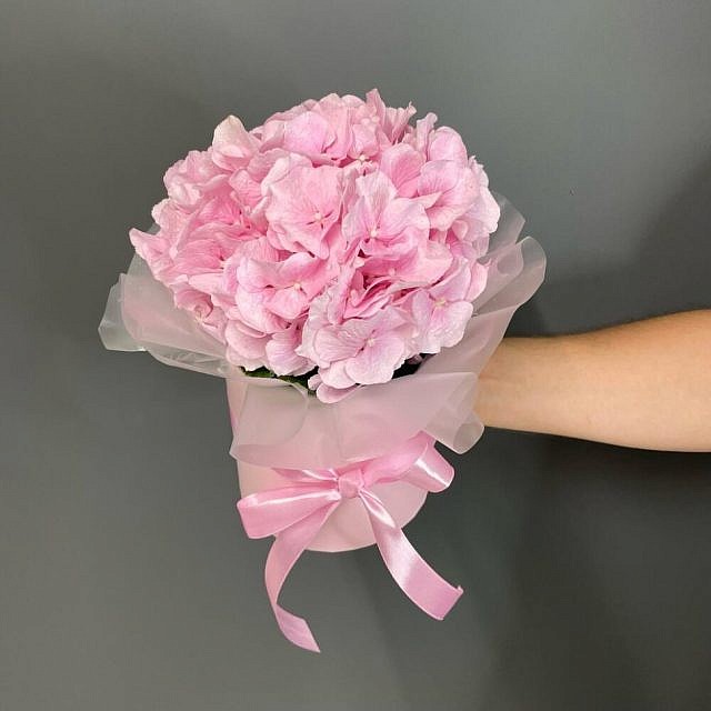 розовая гортензия в коробочке в руке