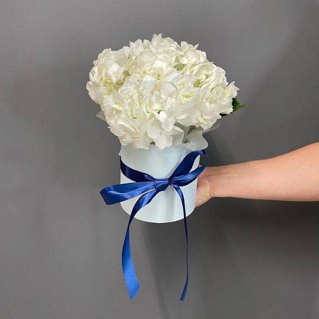 белая гортензия в коробочке в руке