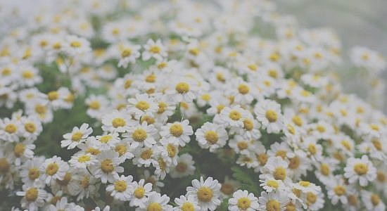 что цветы ромашки