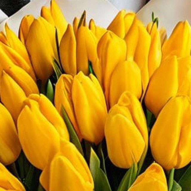 25 желтых тюльпанов близко