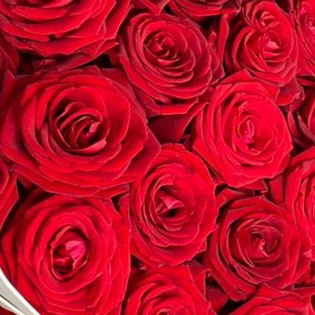 23 красных роз вблизи справа